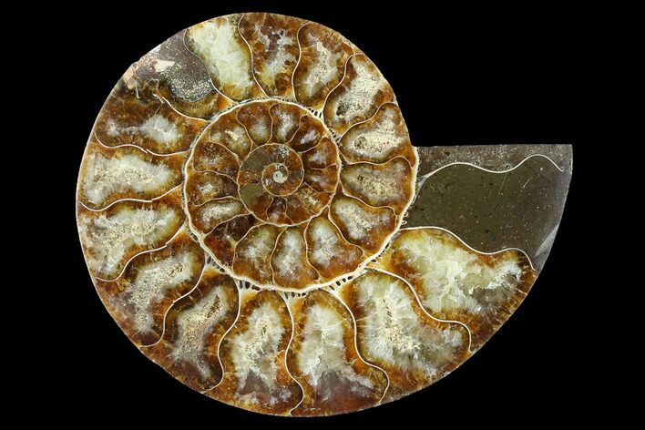 Cut & Polished Ammonite Fossil (Half) - Madagascar #166803
